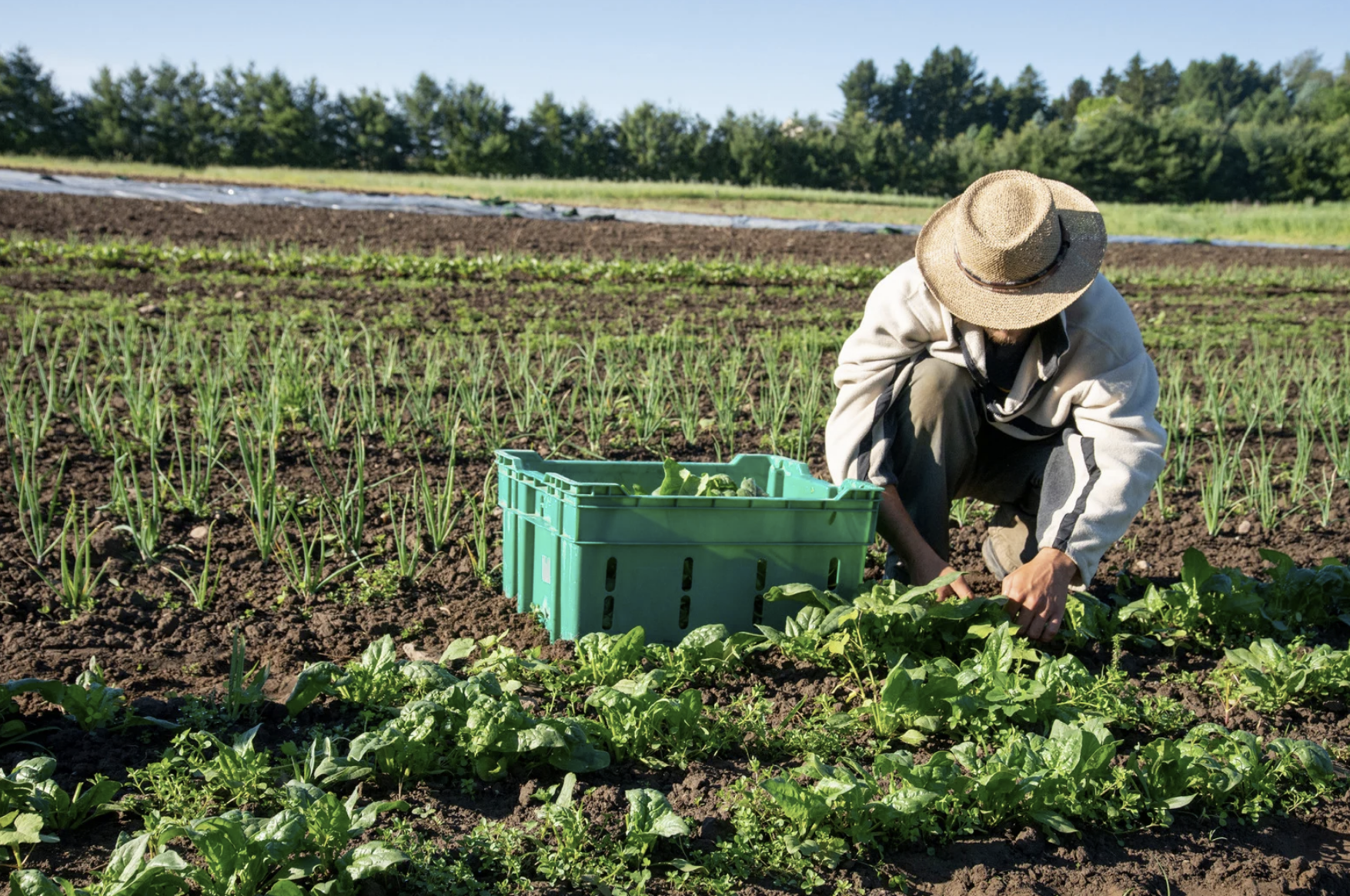 Incidència de robatoris a l’Espai Agrari de la Baixa Tordera