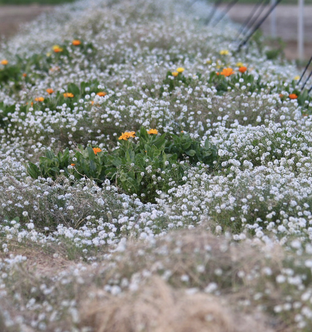 La implementació de marges florals ha permès la reducció d’insecticides fins a un 29%