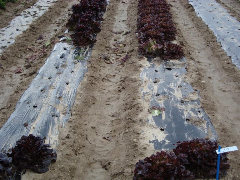 Assaig plàstics biodegradables