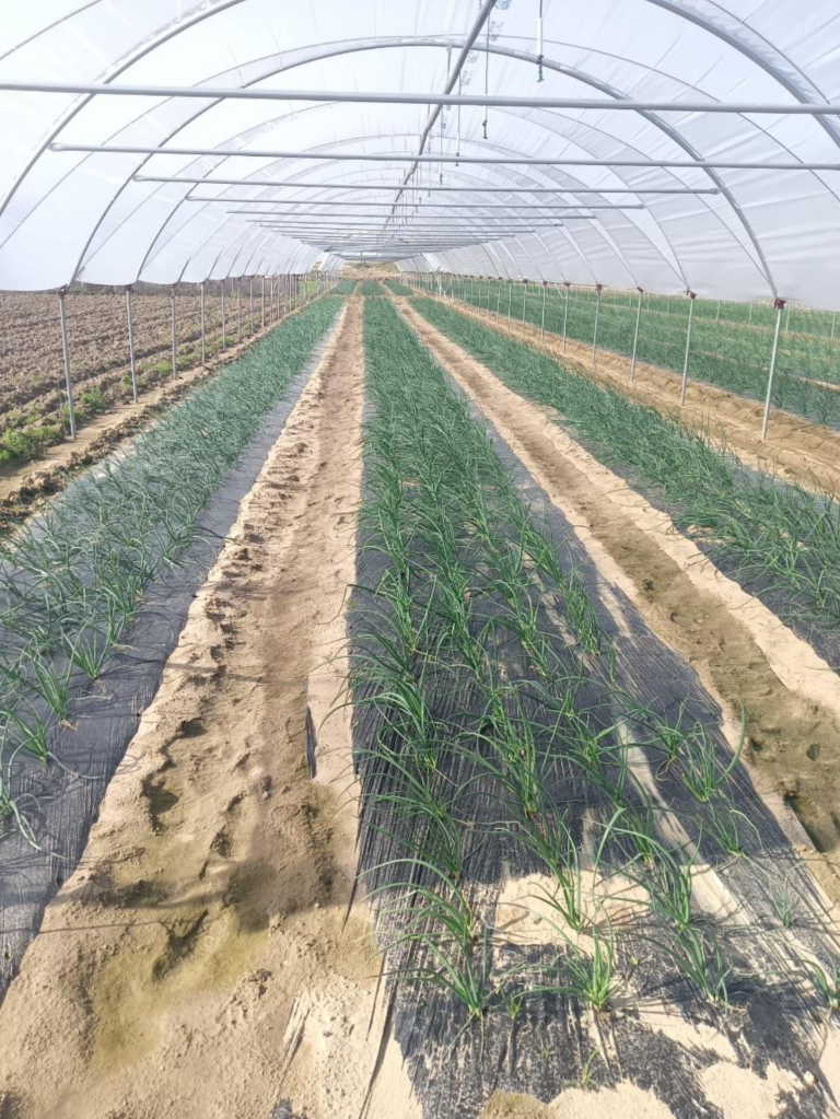 Camps de la Cooperativa