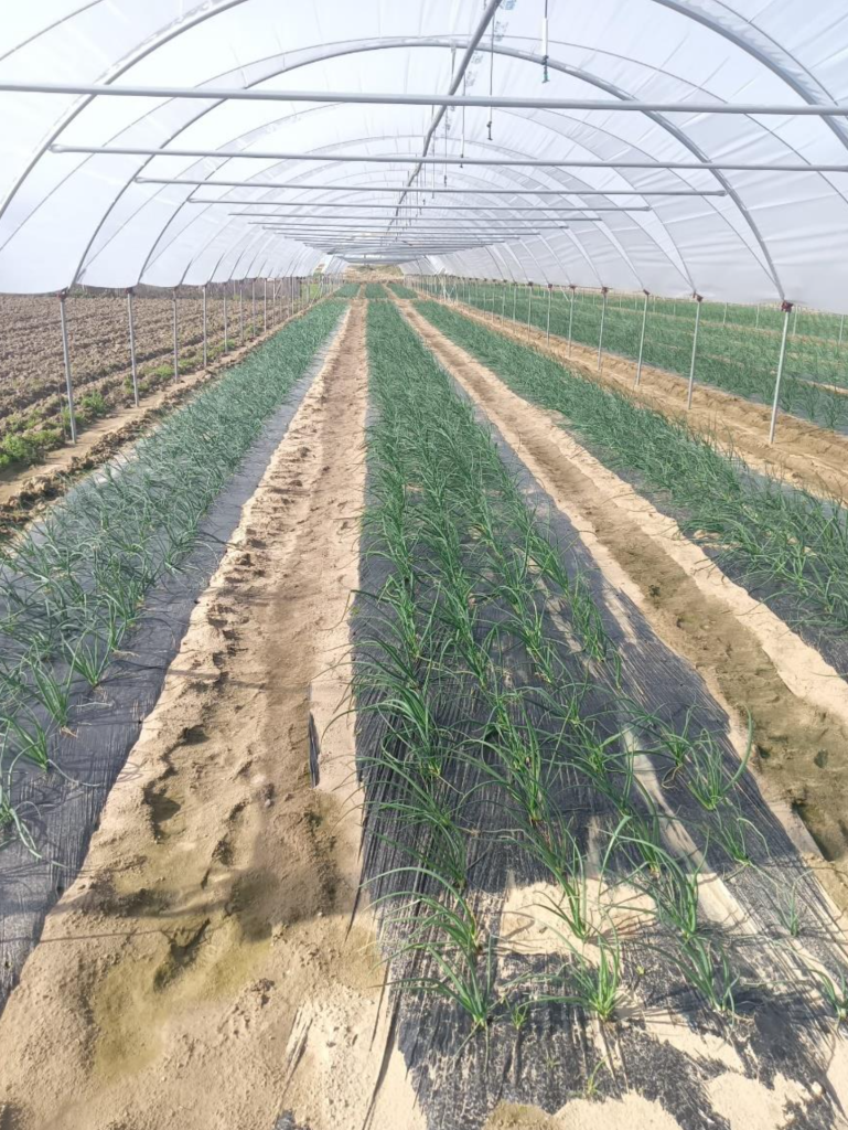 Camps de la Cooperativa