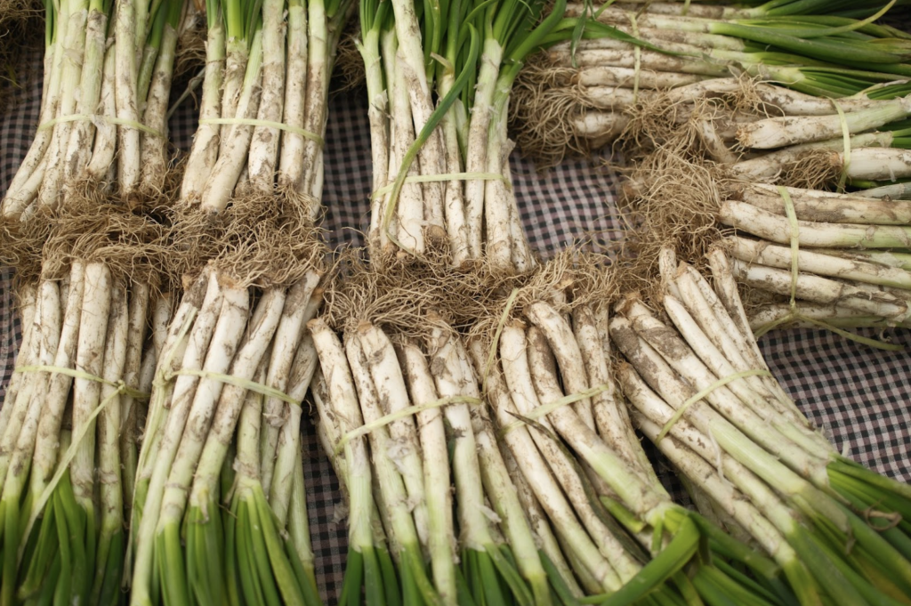 Calçots