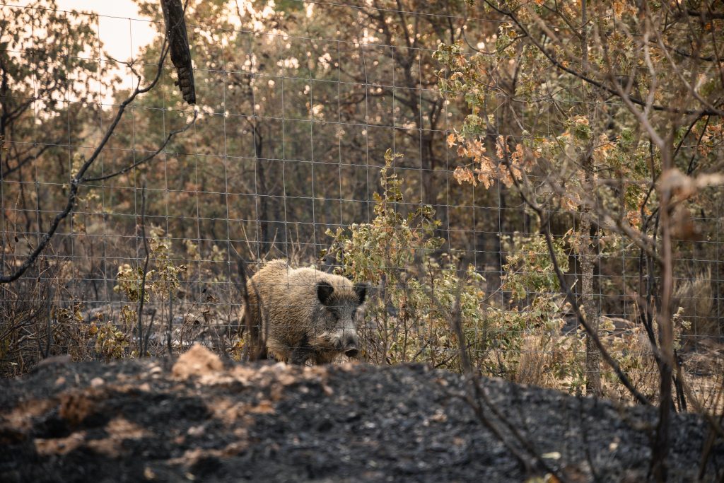 Porc senglar intentant accedir a una àrea perimetral